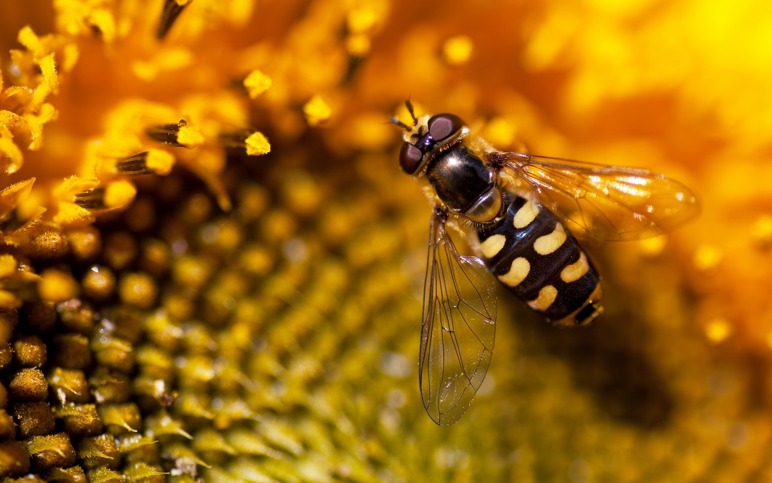 Bee nature