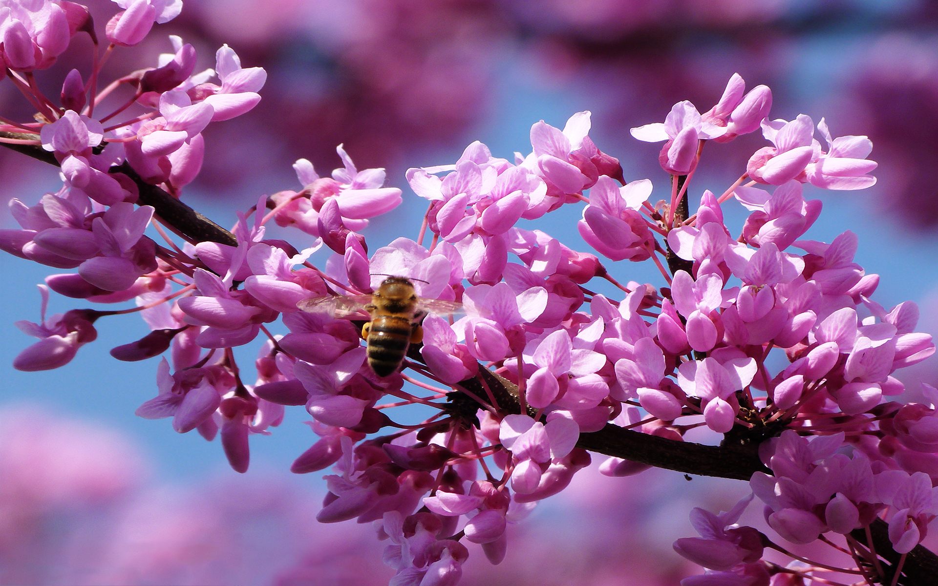 Bee pink spring blossom