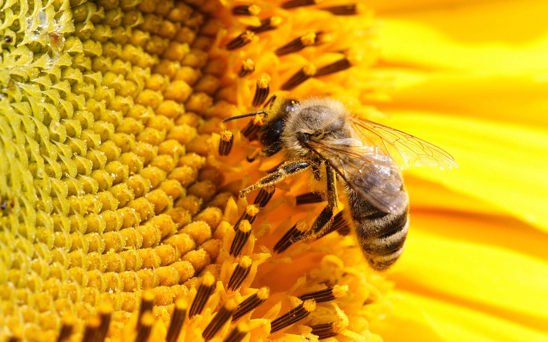 Honey bee on sunflowers