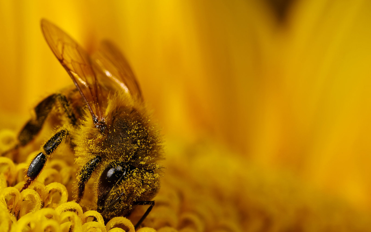 Bee Wallpaper HD