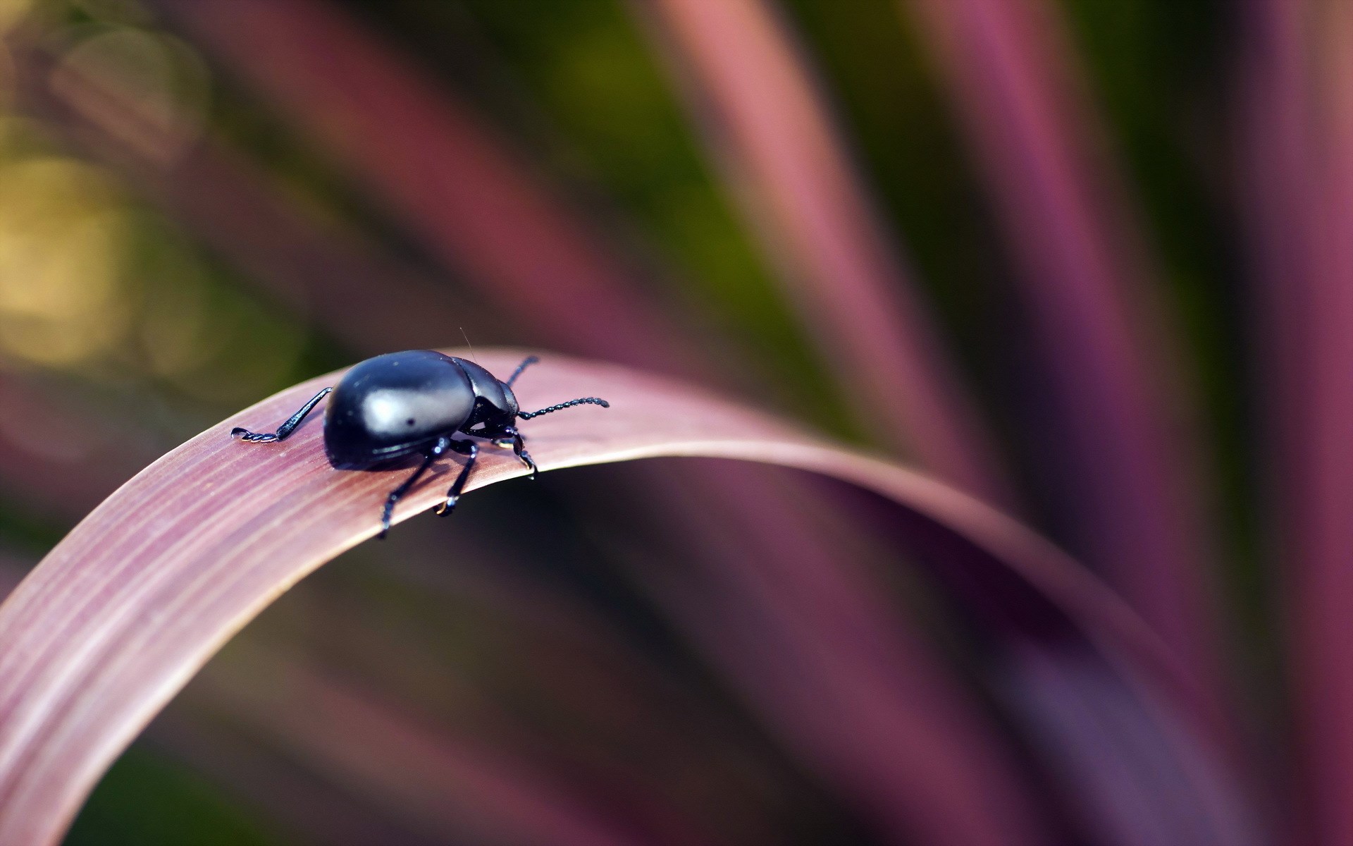 Beetle Nature