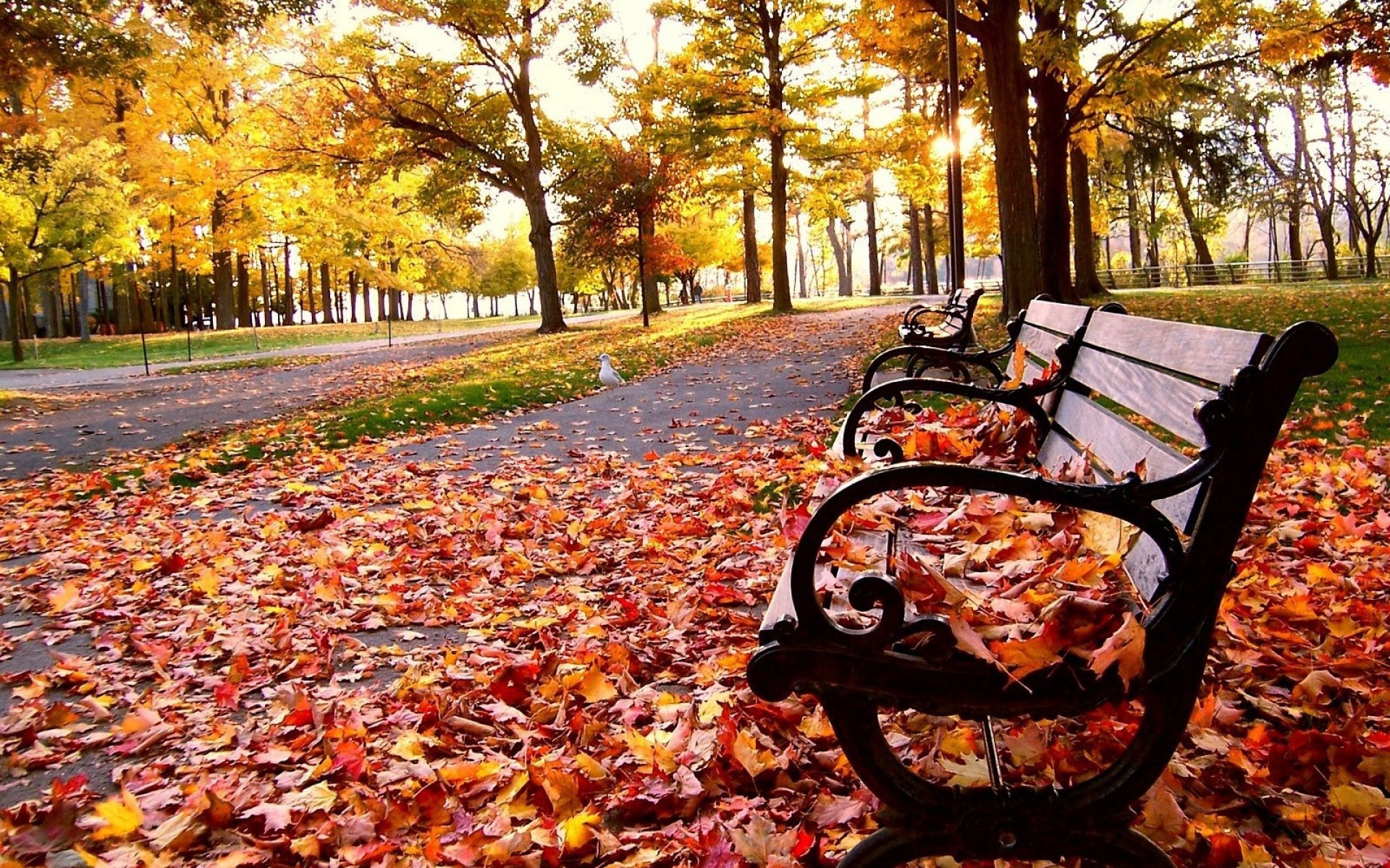 Autumn Wallpaper Leaves Leaf Fall Trees Bench Park Hd 1920x1200px
