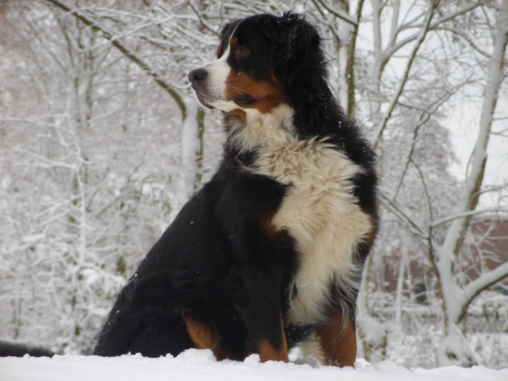 bernese-mountain-dog-mix-puppies-for-wallpaper-131