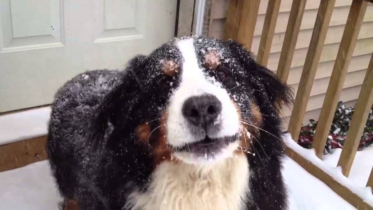 Bernese Mountain Dog Enjoys Snow Storm Snowstorm NH 2/5/2014