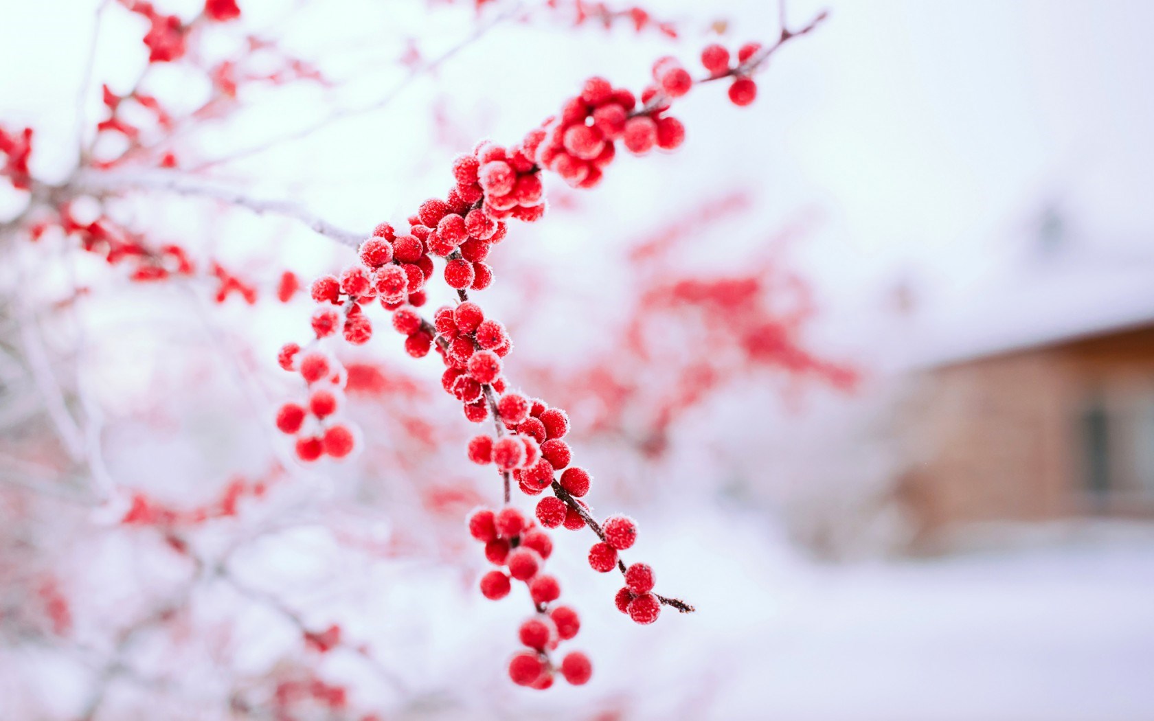 Berries Red Branch Tree Winter Nature