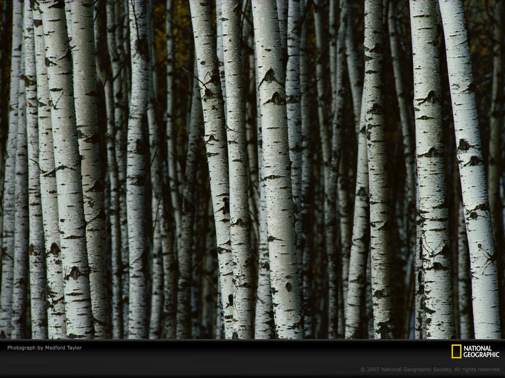 Birch Tree Desktop Wallpaper 02