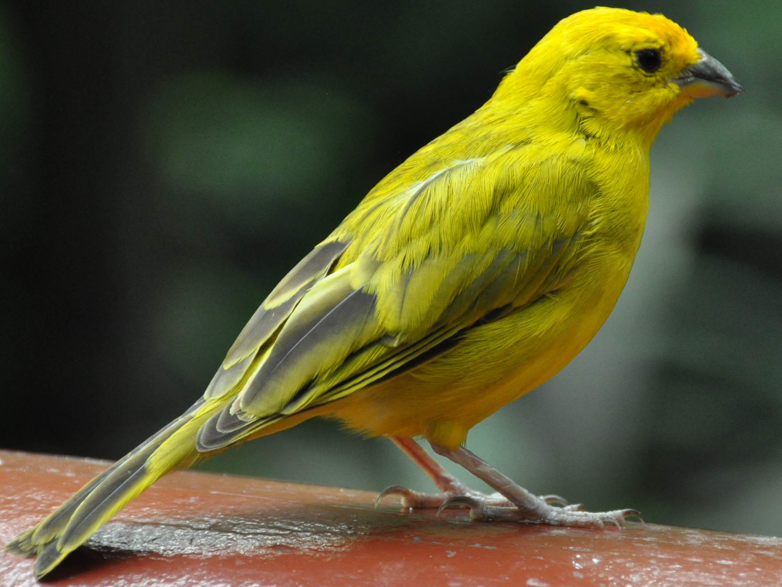 File:Sicalis flaveola -Jurong Bird Park, Singapore-8a.jpg - Wikimedia Commons
