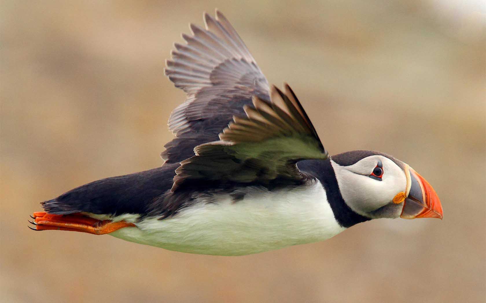 Bird Atlantic Puffin Seabird Flight