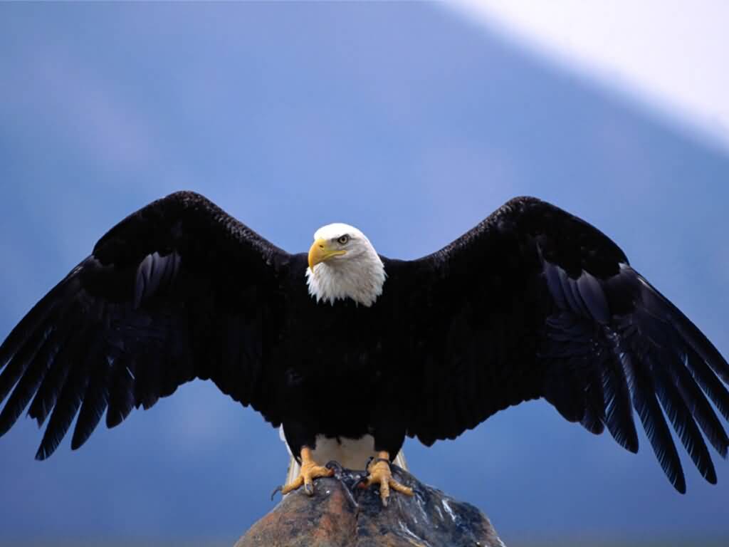 Eagle Birds Wallpapers