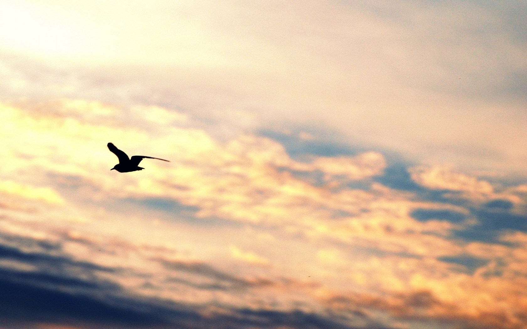Bird Flying Silhouette Gull Freedom Sky