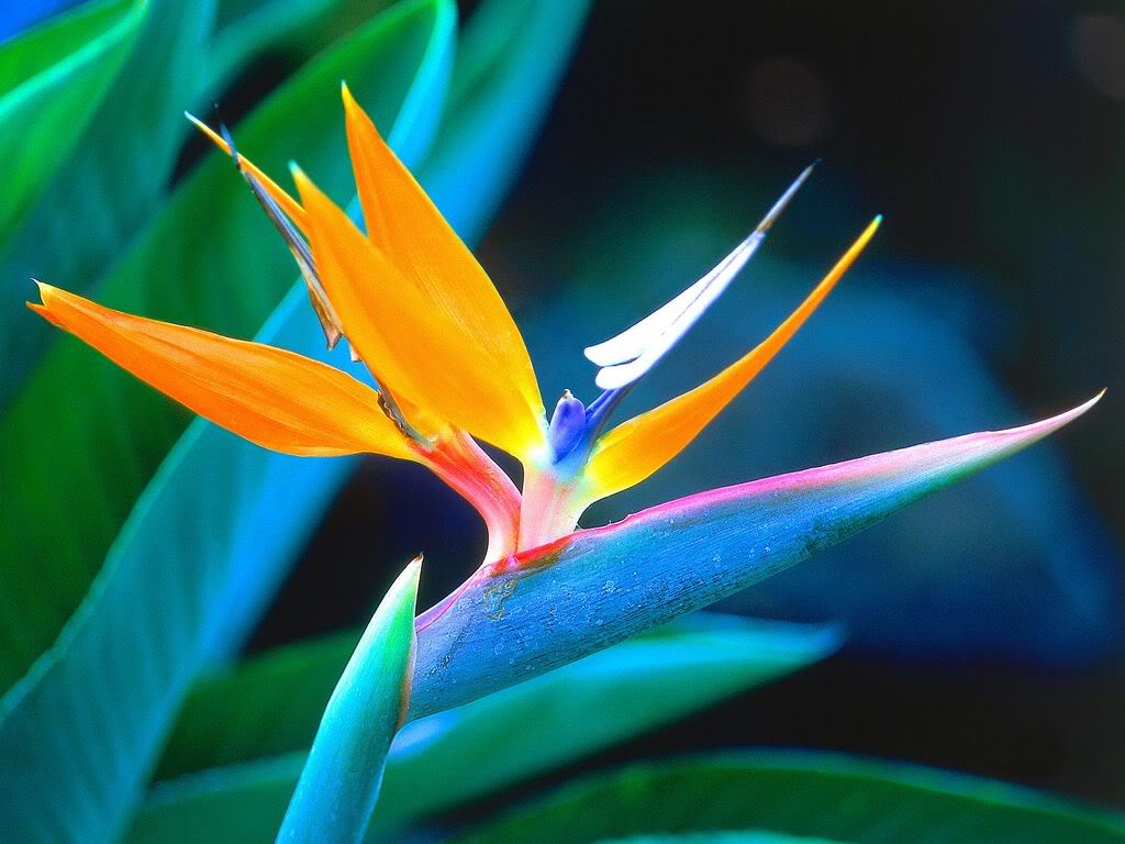 Bird of Paradise Flower Pictures