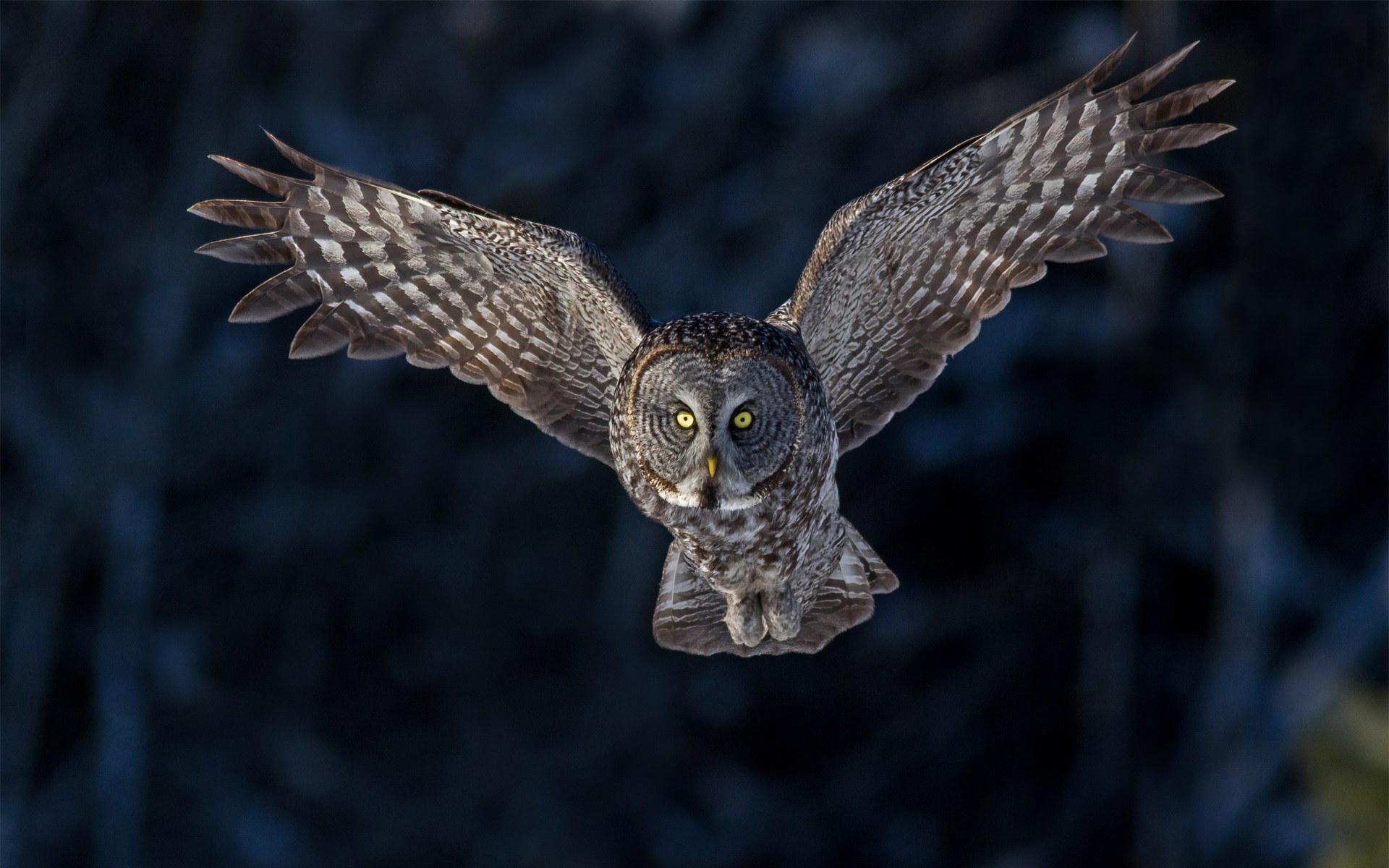 Bird Owl Flying Wings