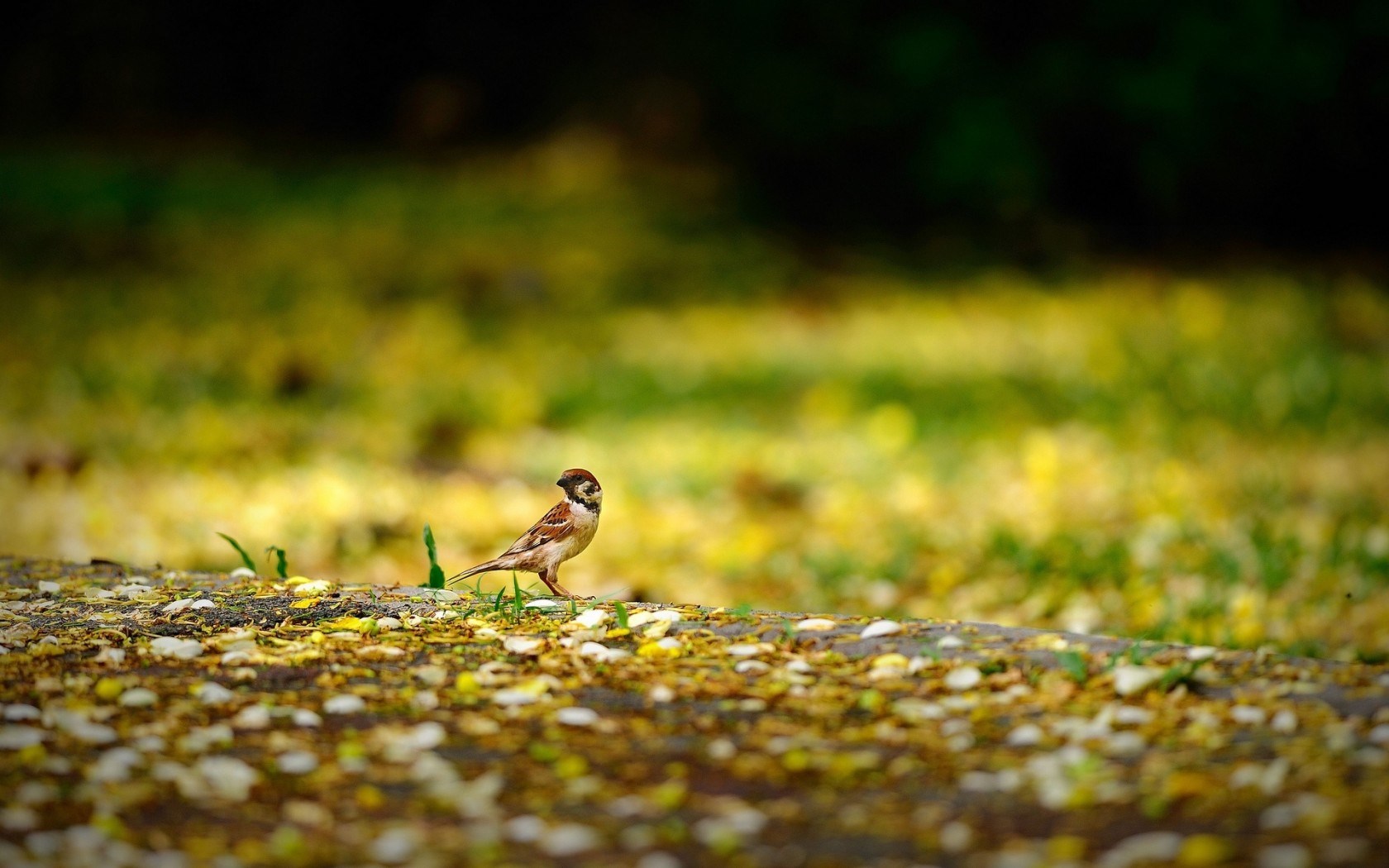 Bird Sparrow Nature