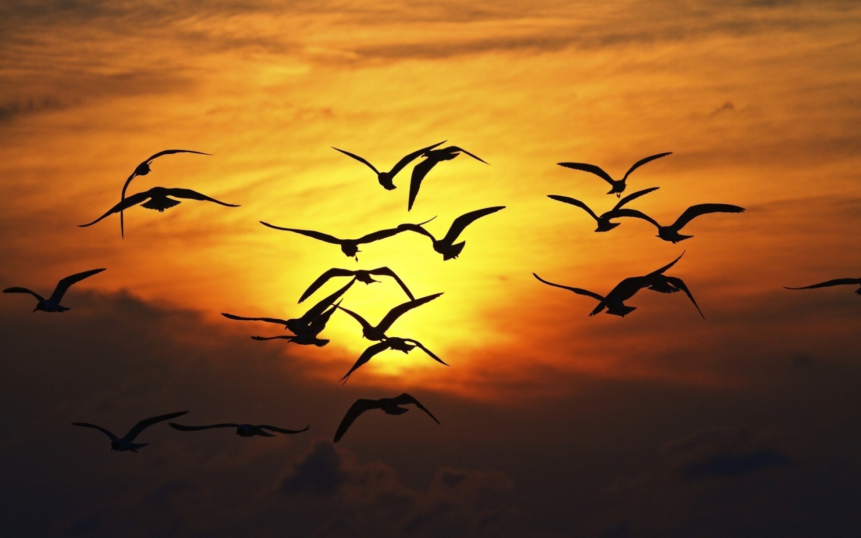 Nature Birds Silhouette Sunset Wings Fly Sky