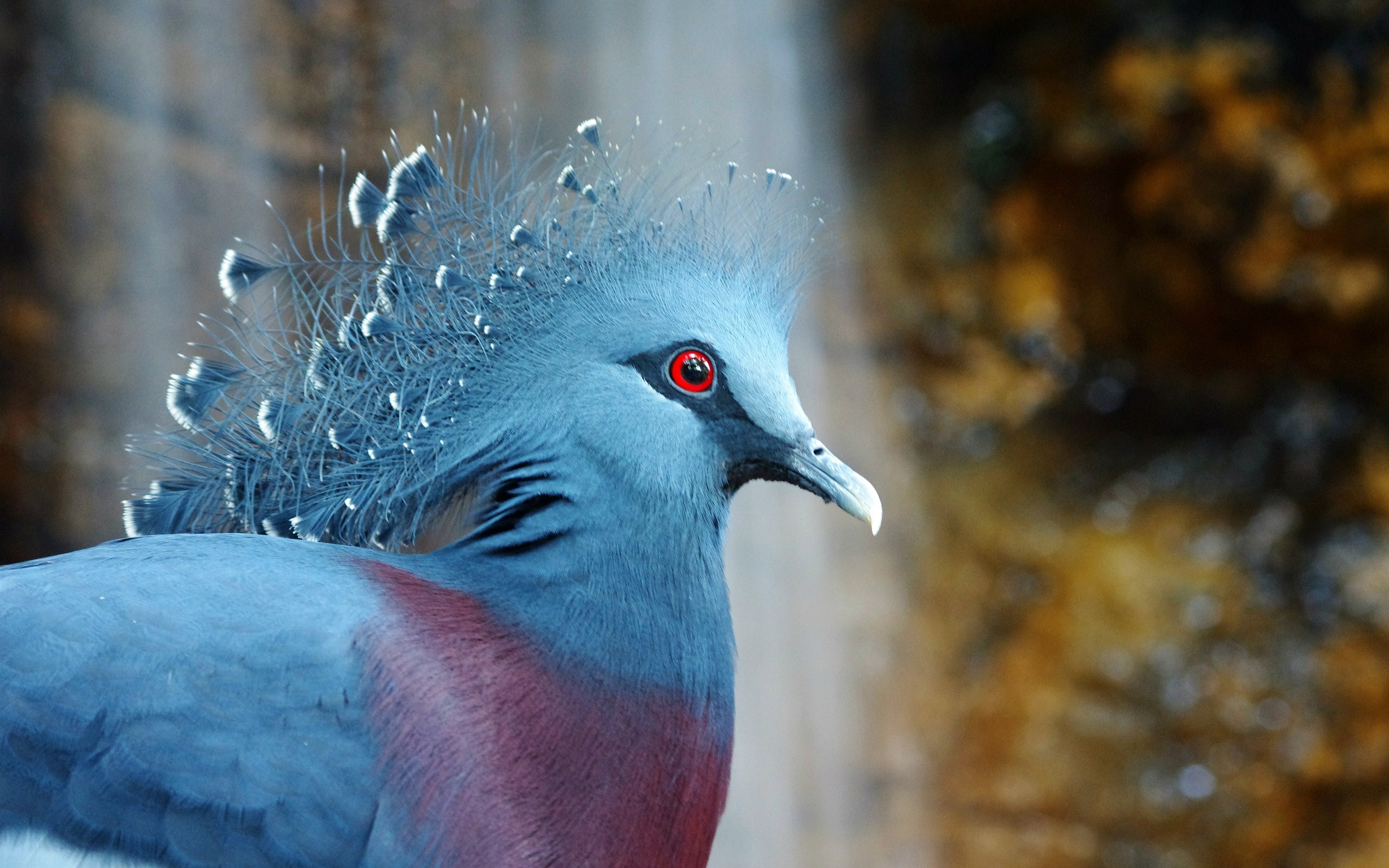 Bird Victoria Crowned Pigeon