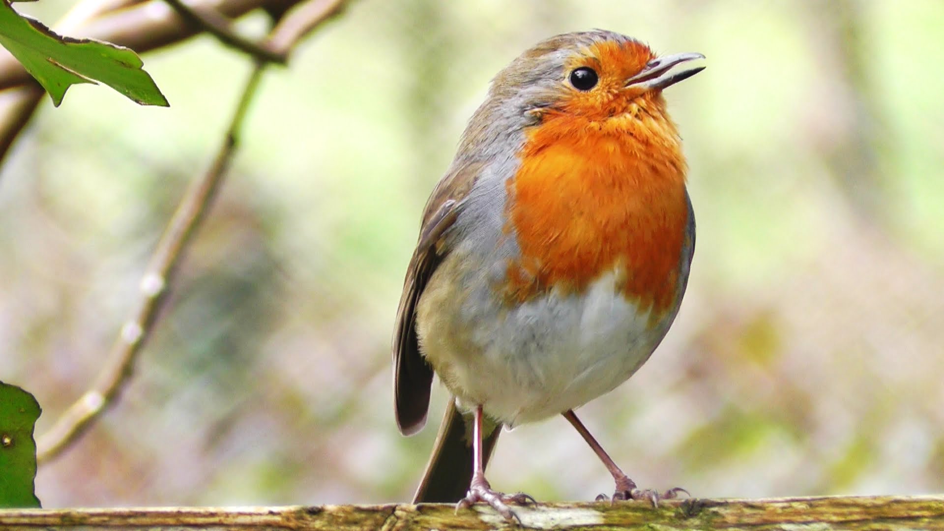Robin Birds Chirping and Singing - Relaxing Video, Bird Song and Nature Sounds in HD