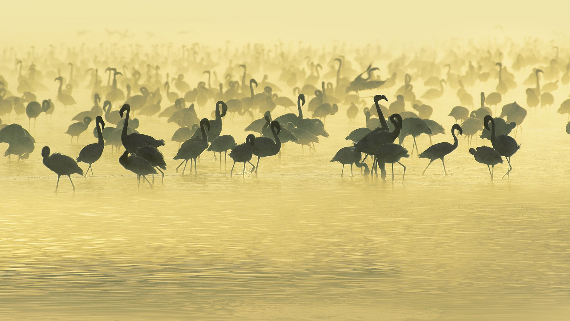 Birds Flamingos South Africa River
