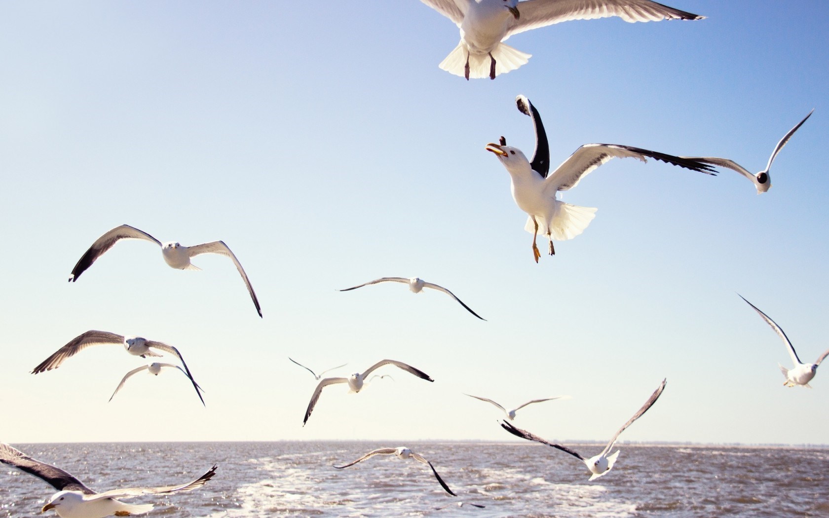 Gulls Birds Flying Sea
