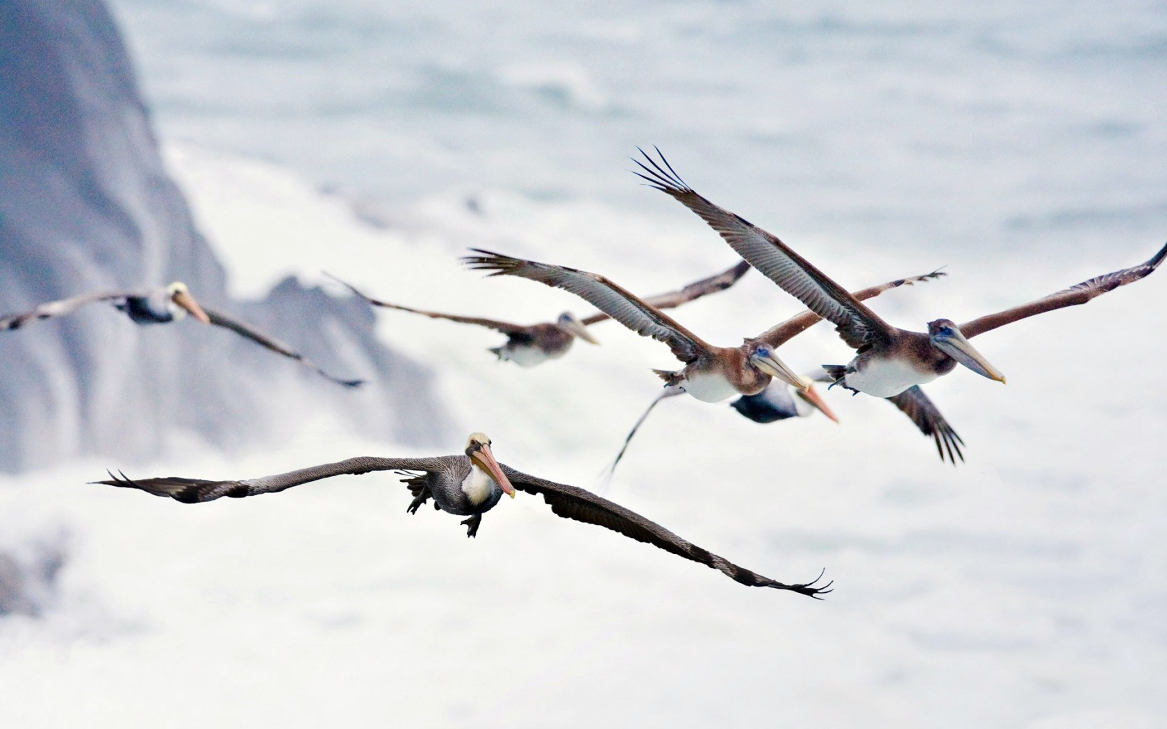 Birds Pelicans Flight Wings Sea Waves