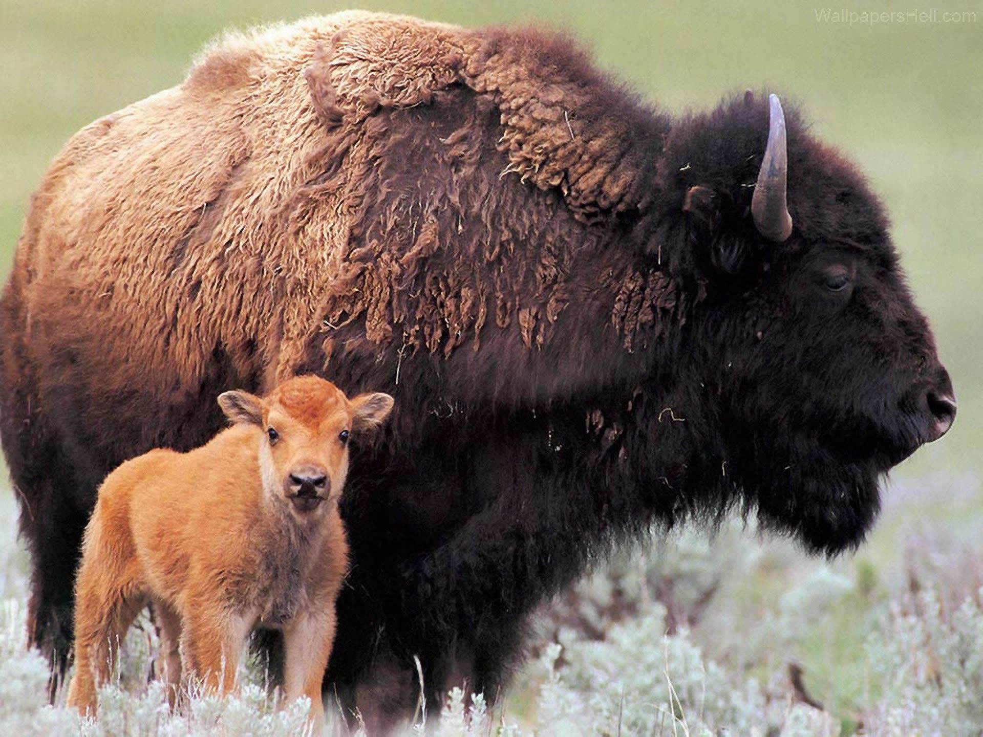 Bison-And-Cute-Baby-Bison