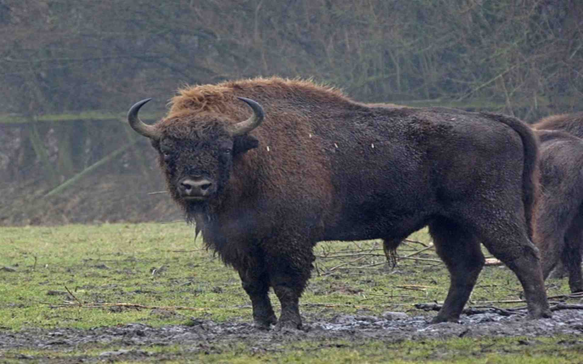 european bison 162510