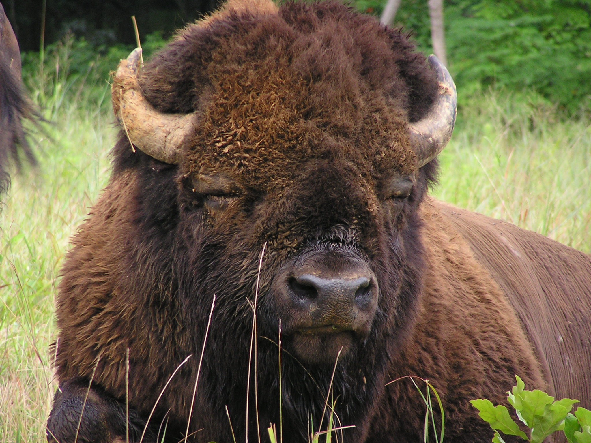 Bison