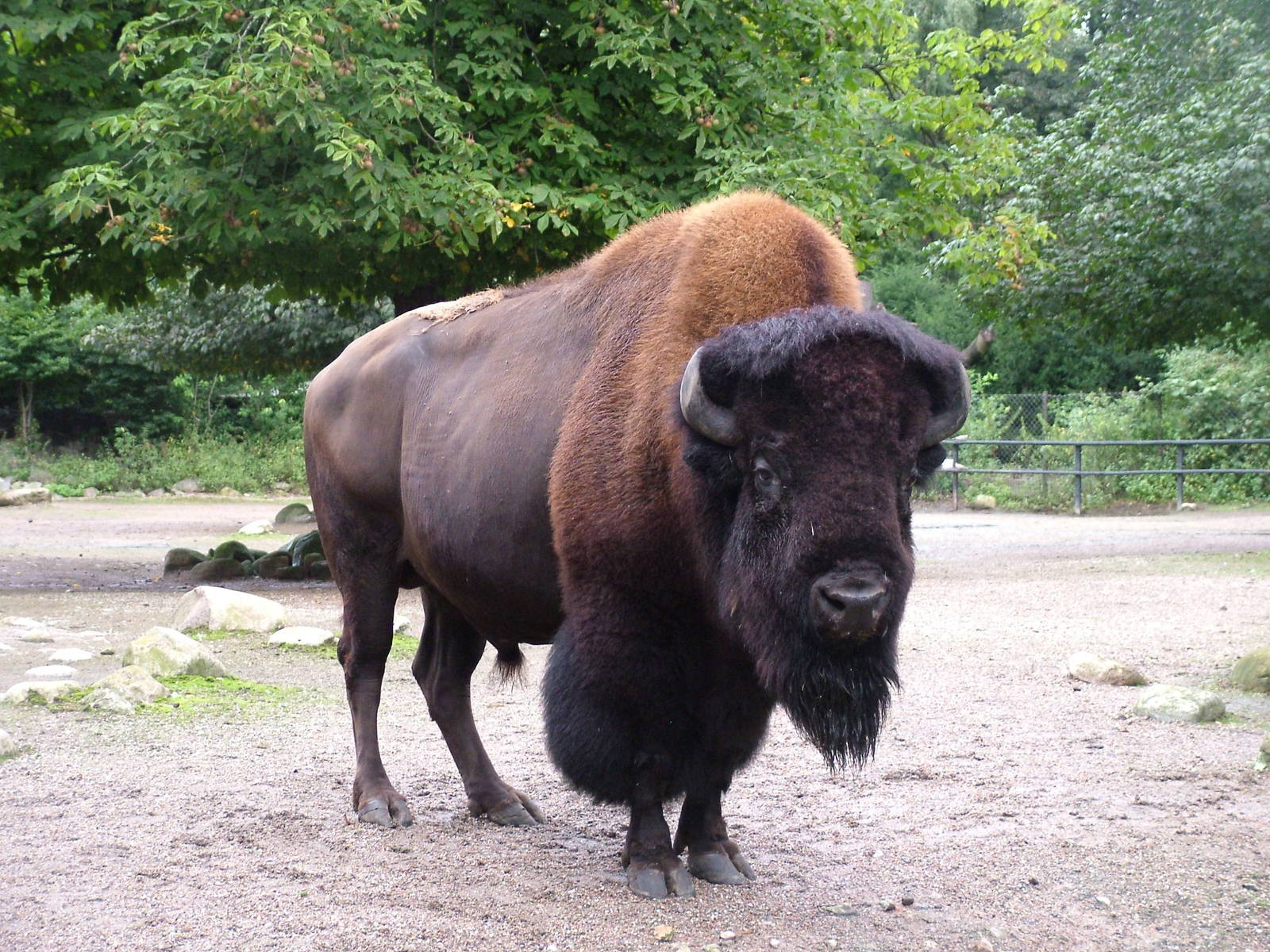 American Bison Animal Images