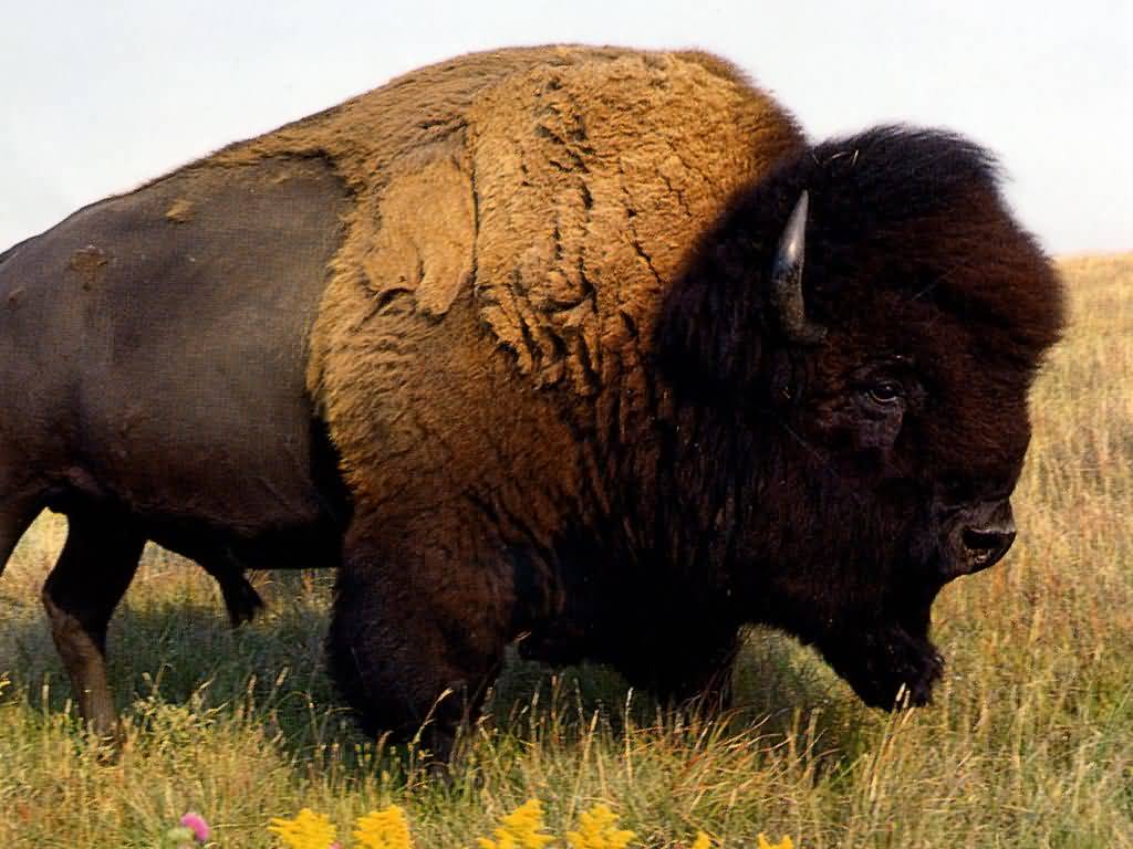 Today I found out American “buffalo” are not actually buffalo.