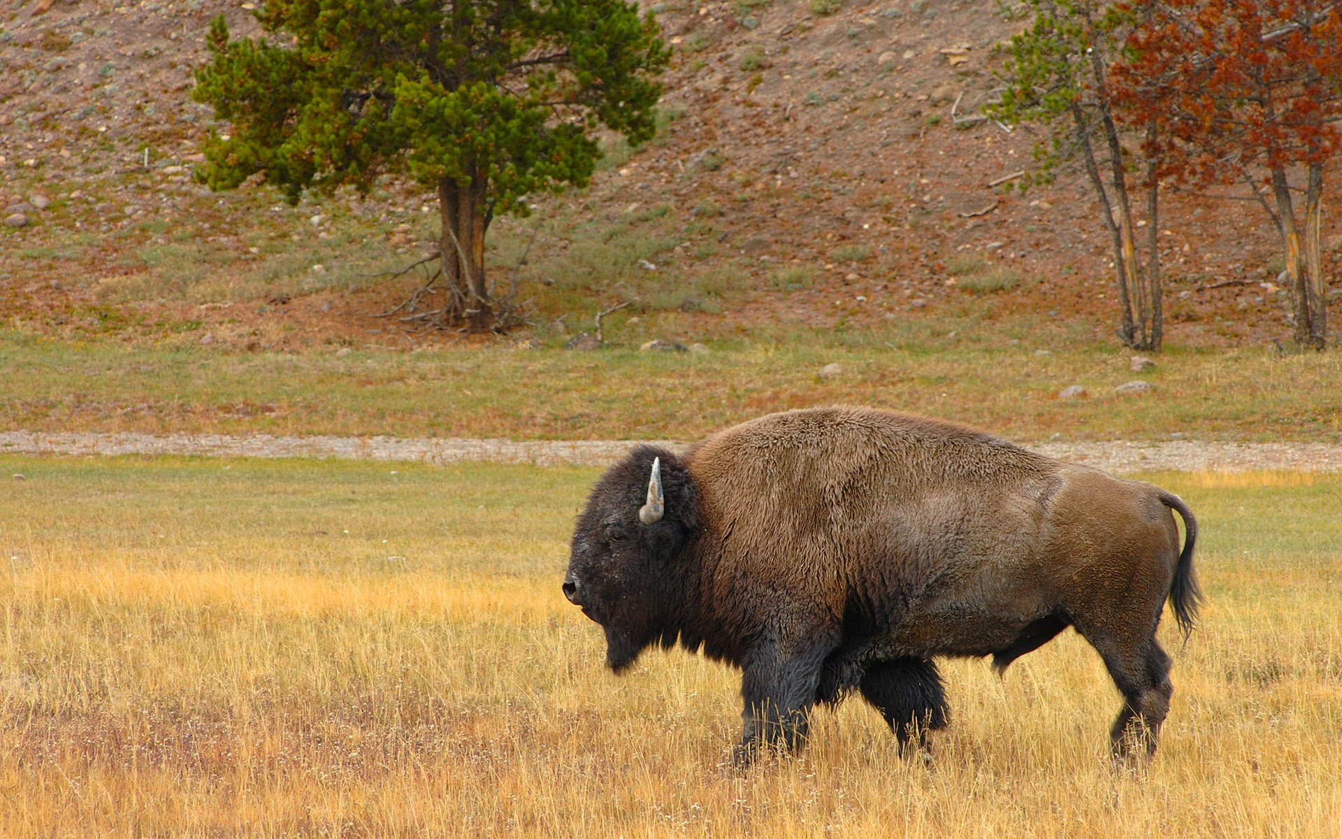 american bison wallpaper Bison in Yellowstone National Park, United States ...