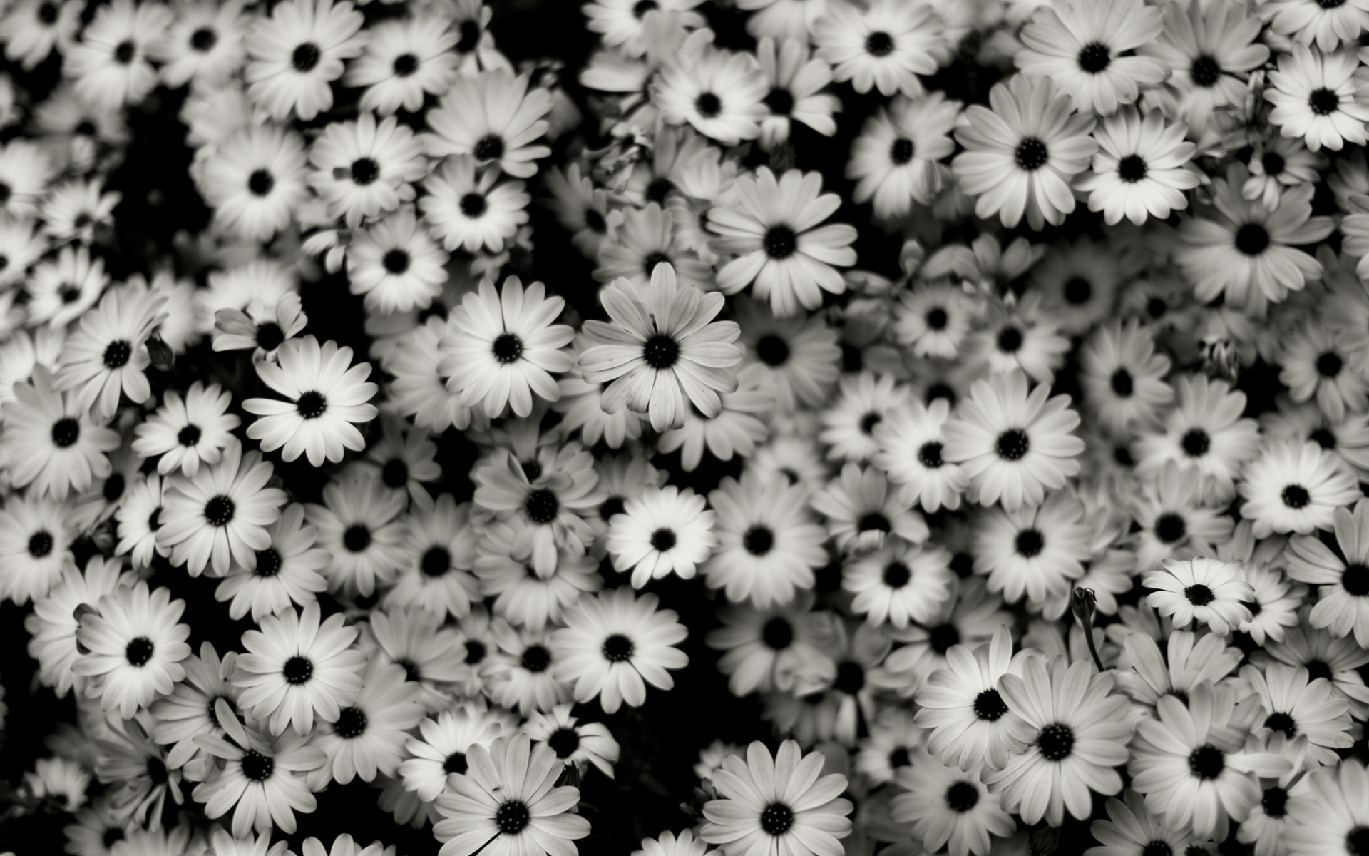 Black and white flowers wallpapers and images