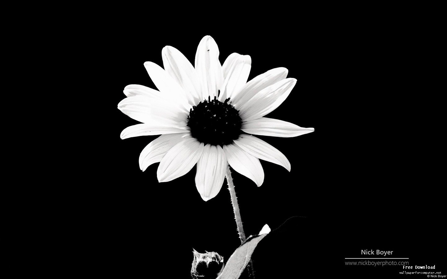 Black And White Flowers Background 1 HD Wallpapers