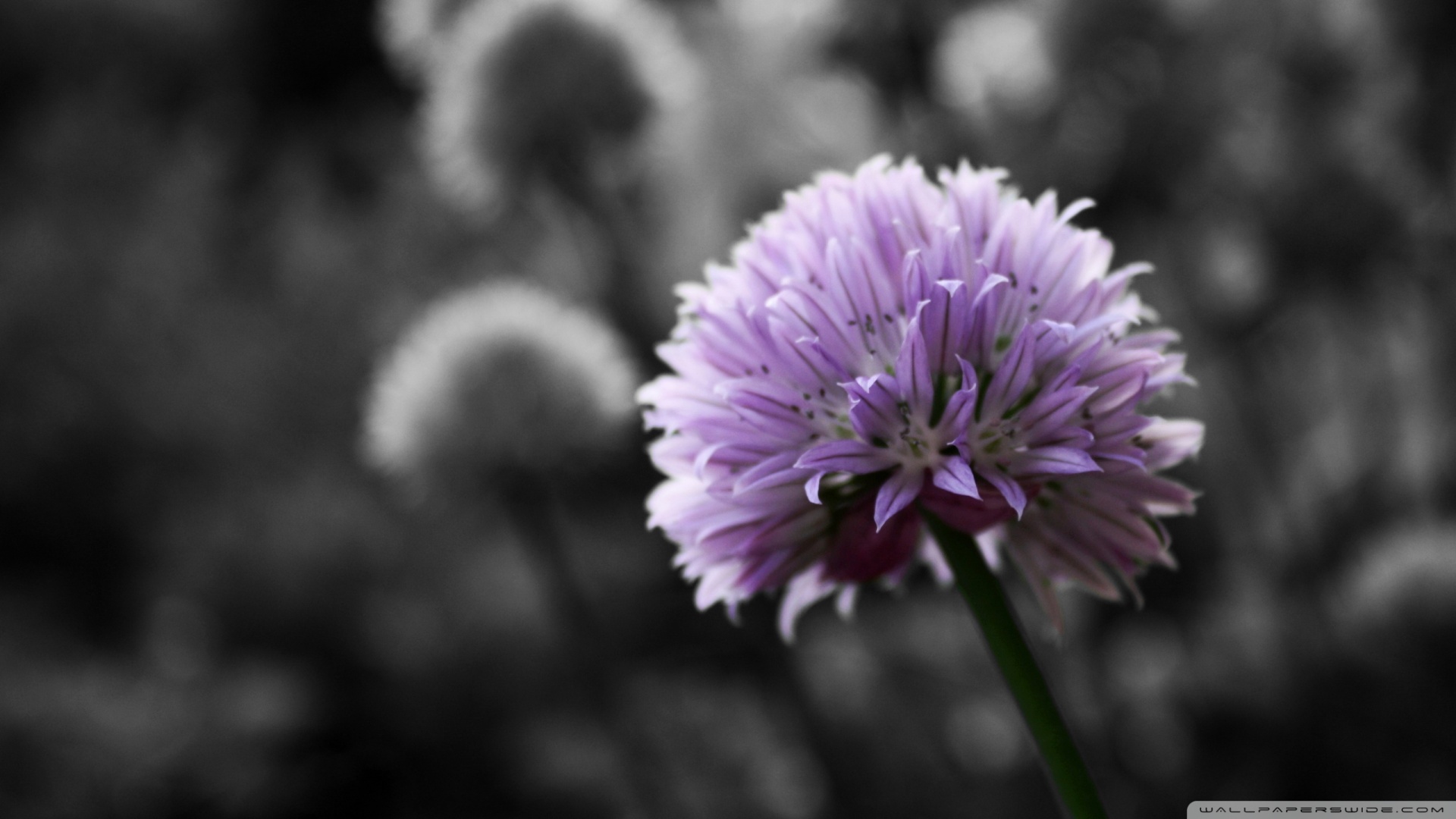Flower Black And White Background Background 1 HD Wallpapers