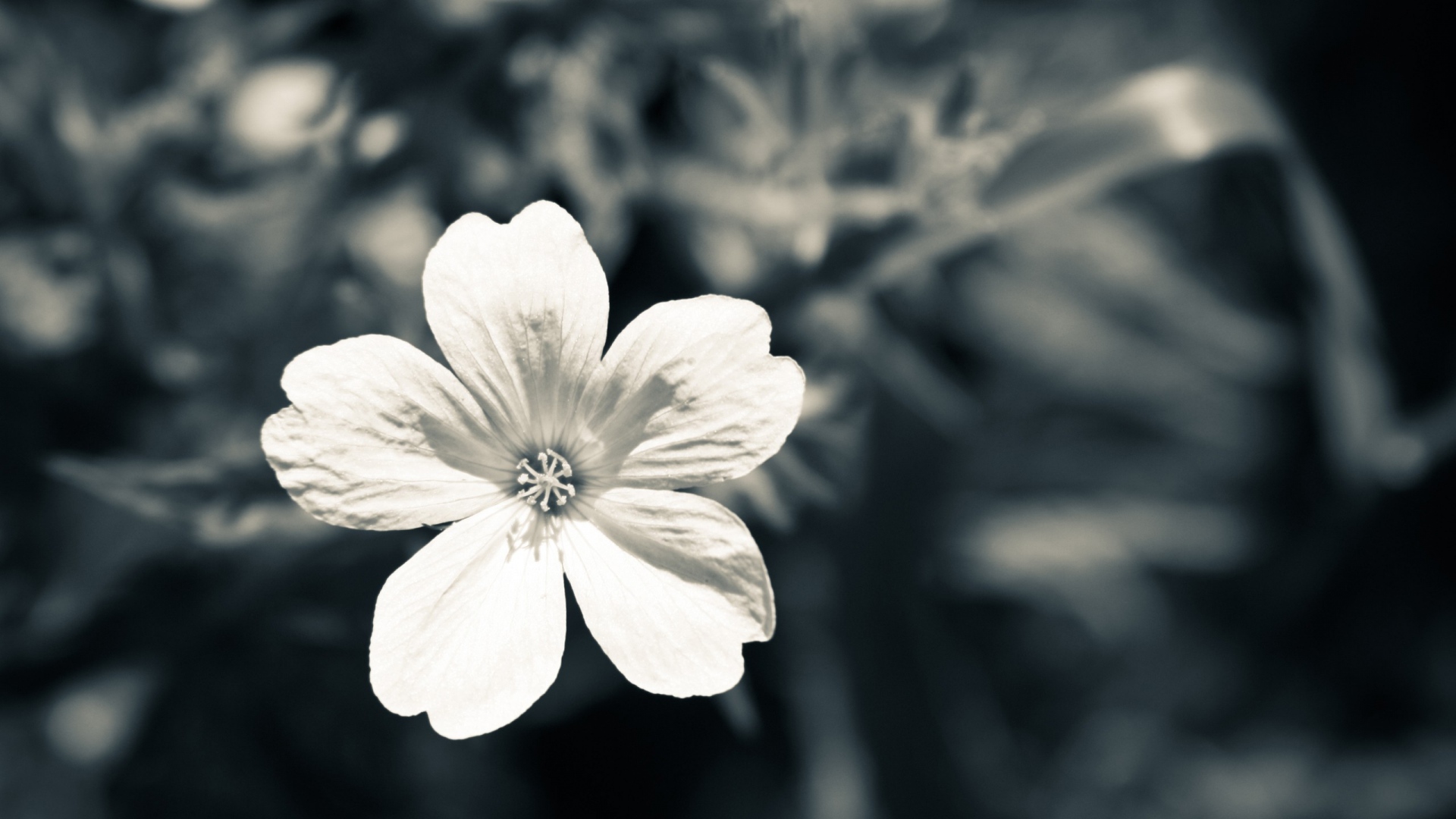 Black White Flower Photography