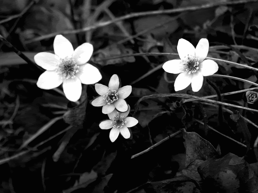 Black And White Flower Images 20 HD Wallpapers