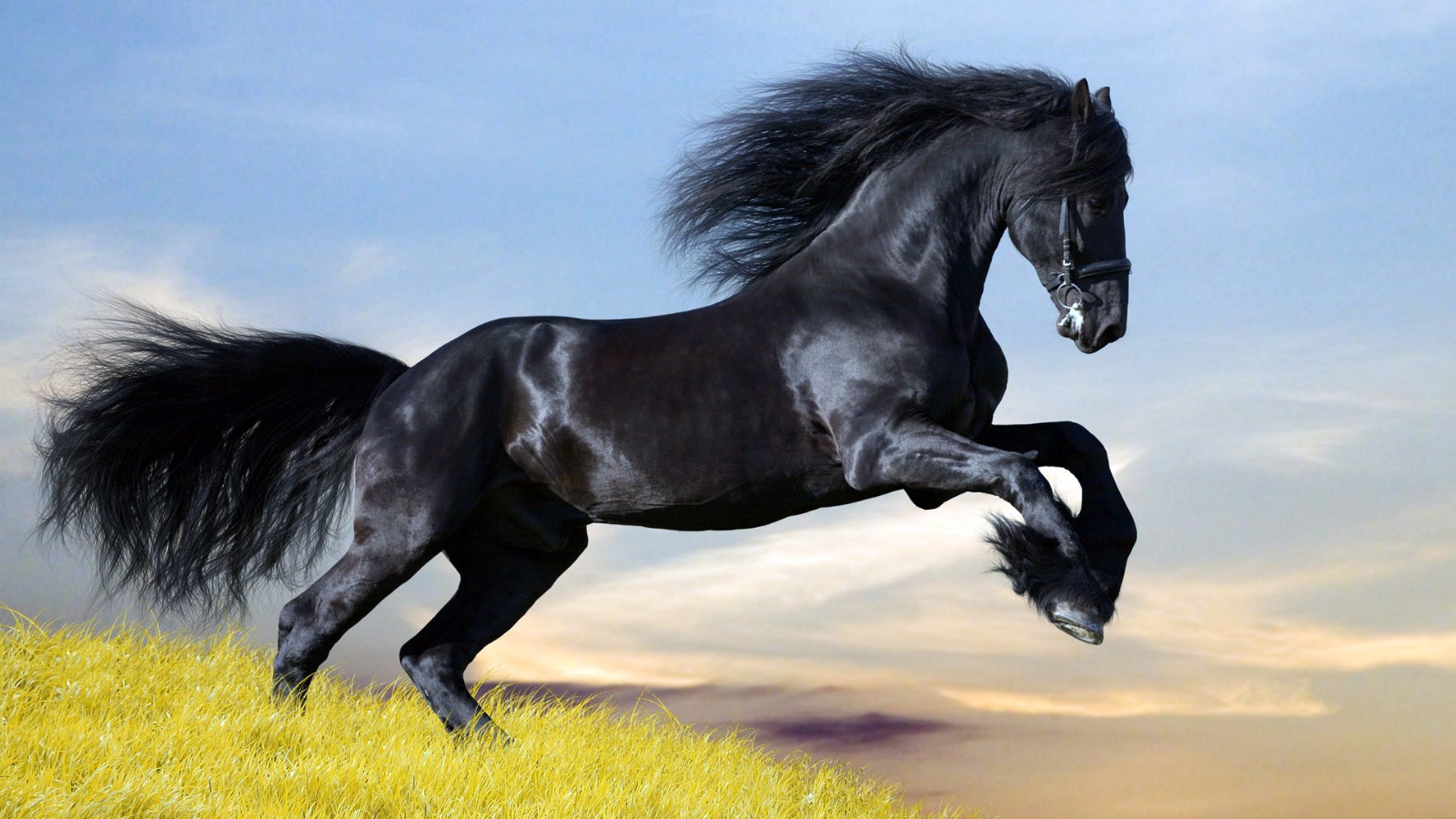 Horses Black And White Desktop Images 24636 High Resolution