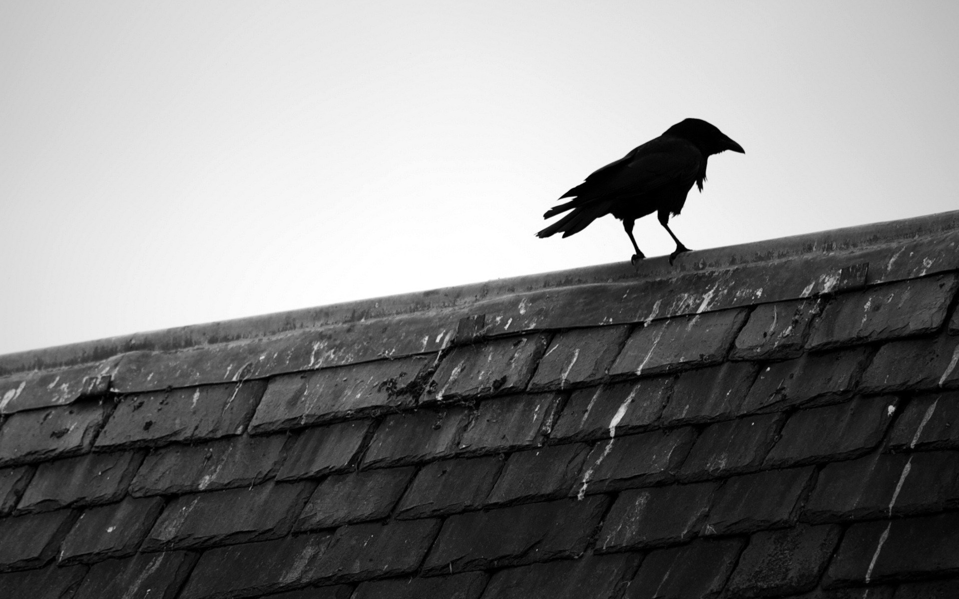Black Bird Raven