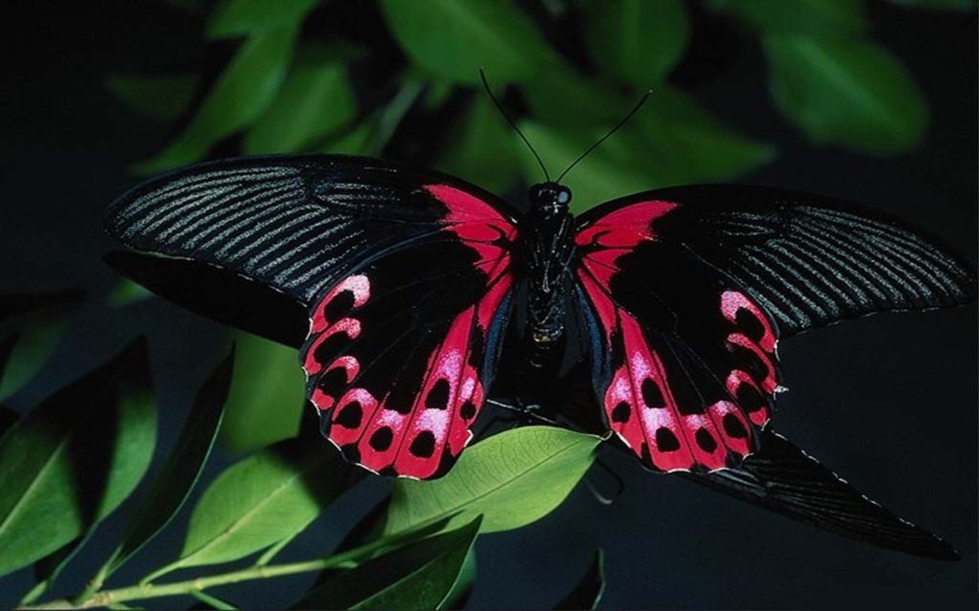 DOWNLOAD: black-butterfly free picture 2560 x 1600