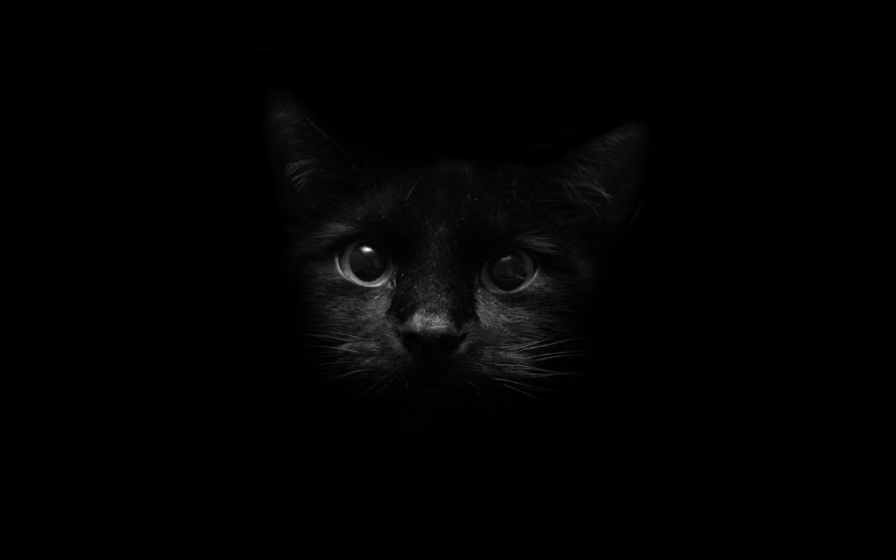 Black Cat HD Wallpapers (1)
