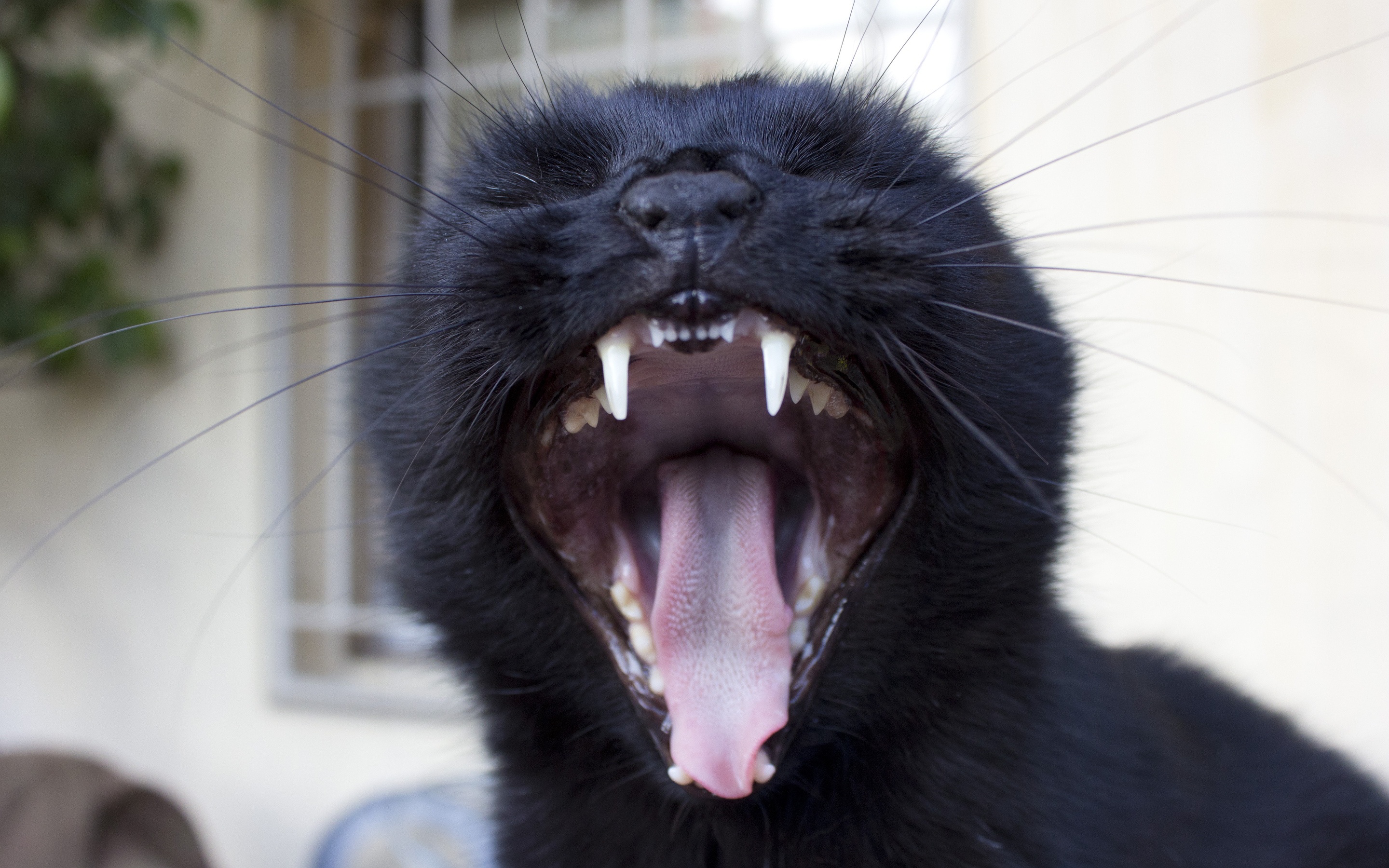 Black cat yawning