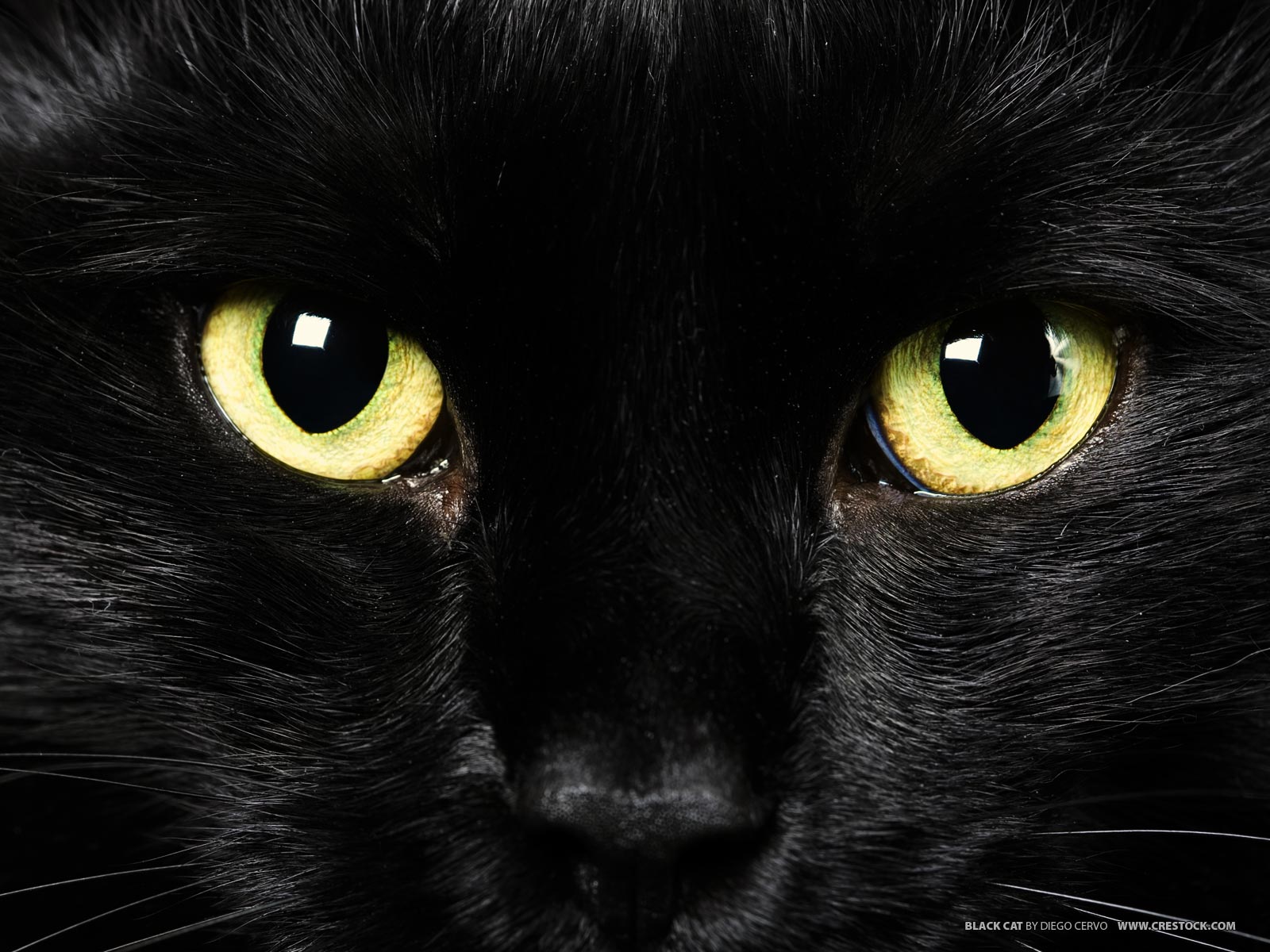 a-black-cat-thing