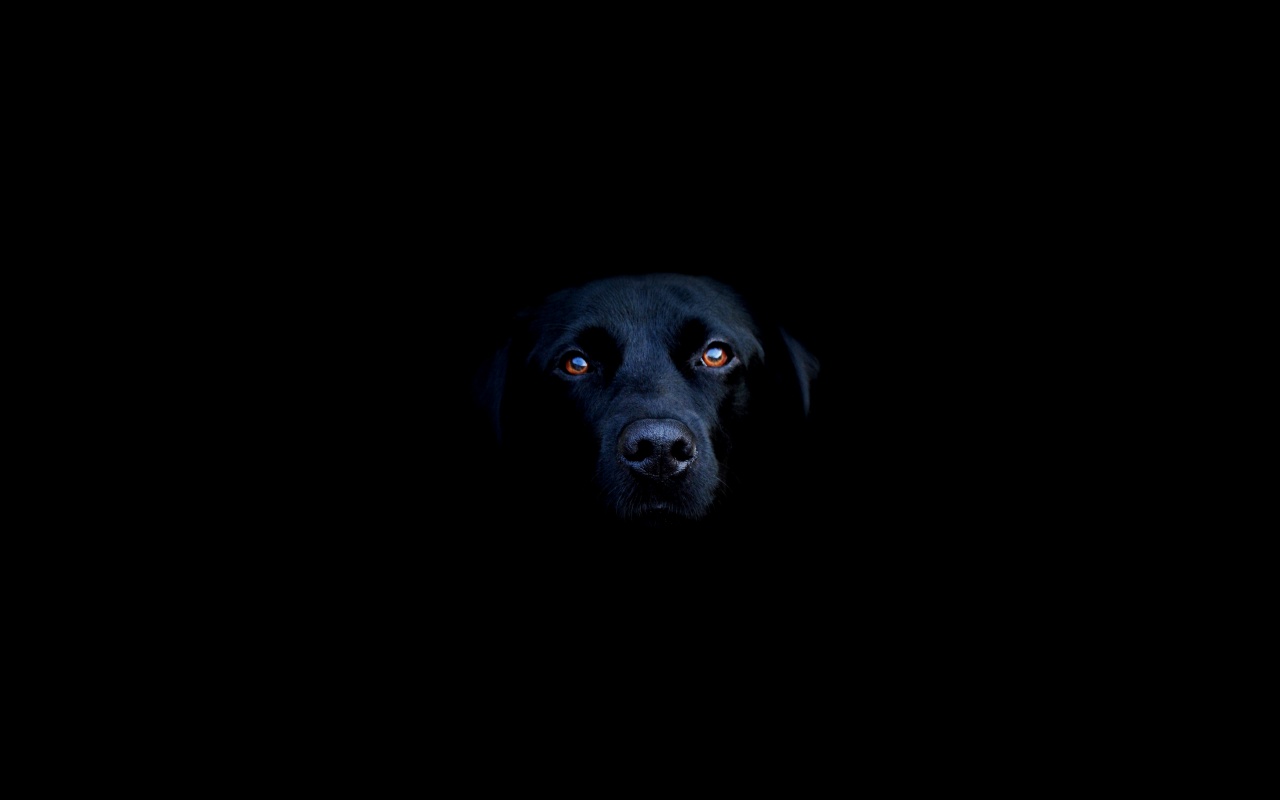 Black Dog Photo