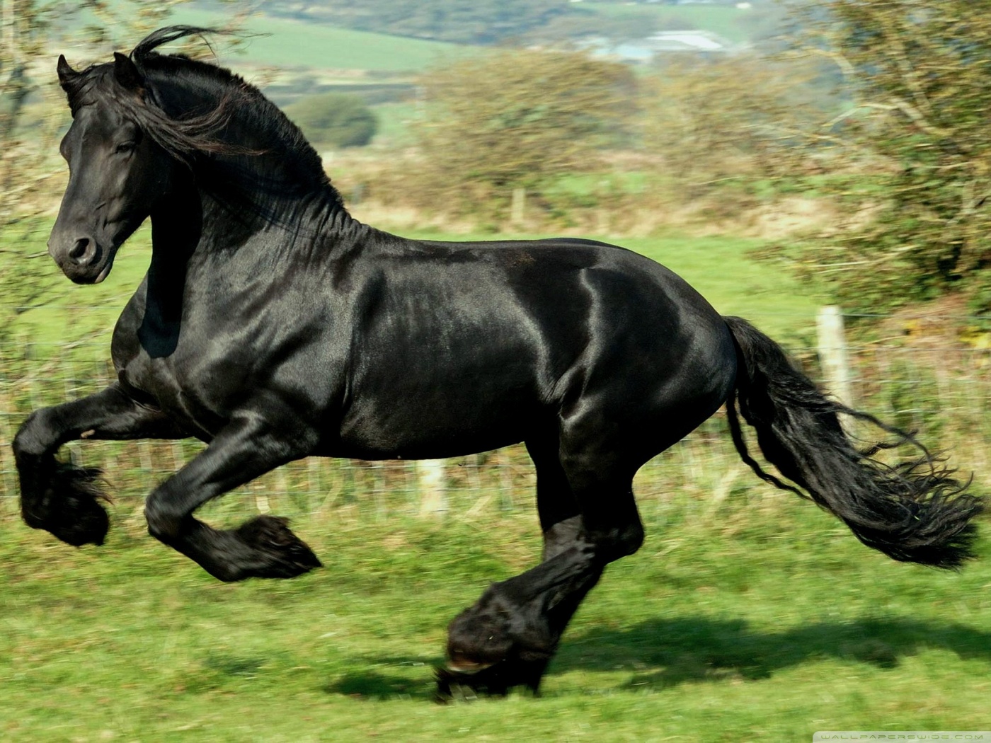 Black Horse Pictures