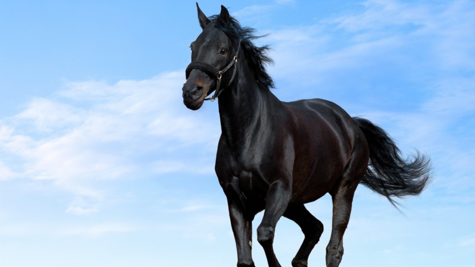 Black Horse HD Wallpapers 04