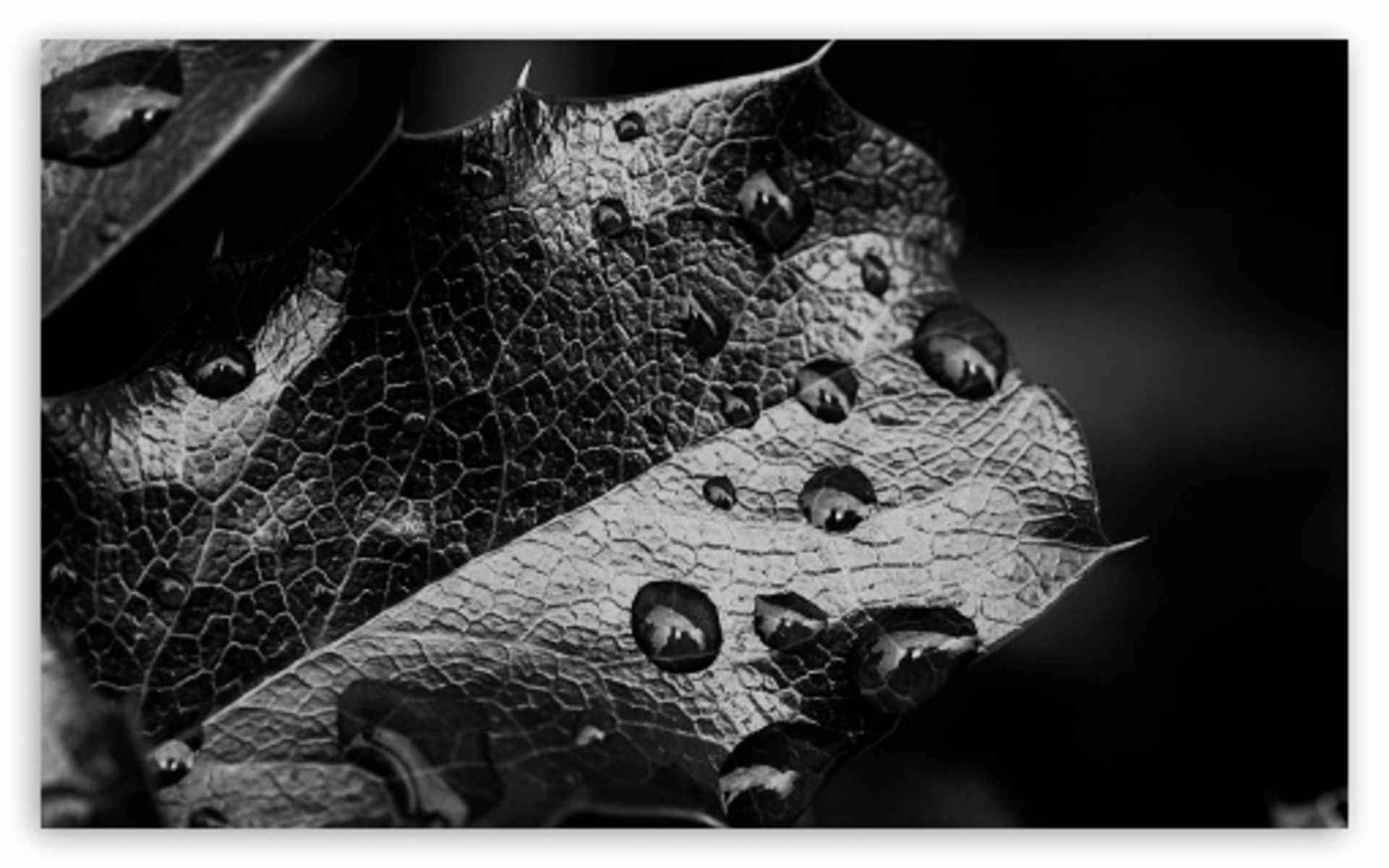 DOWNLOAD: leaf-macro-black-and-white free picture 2560 x 1600