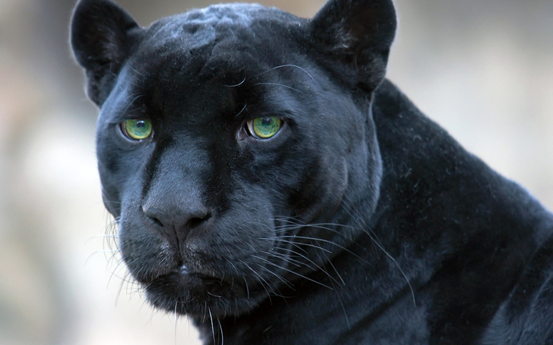 ... Panther #05 Image ...