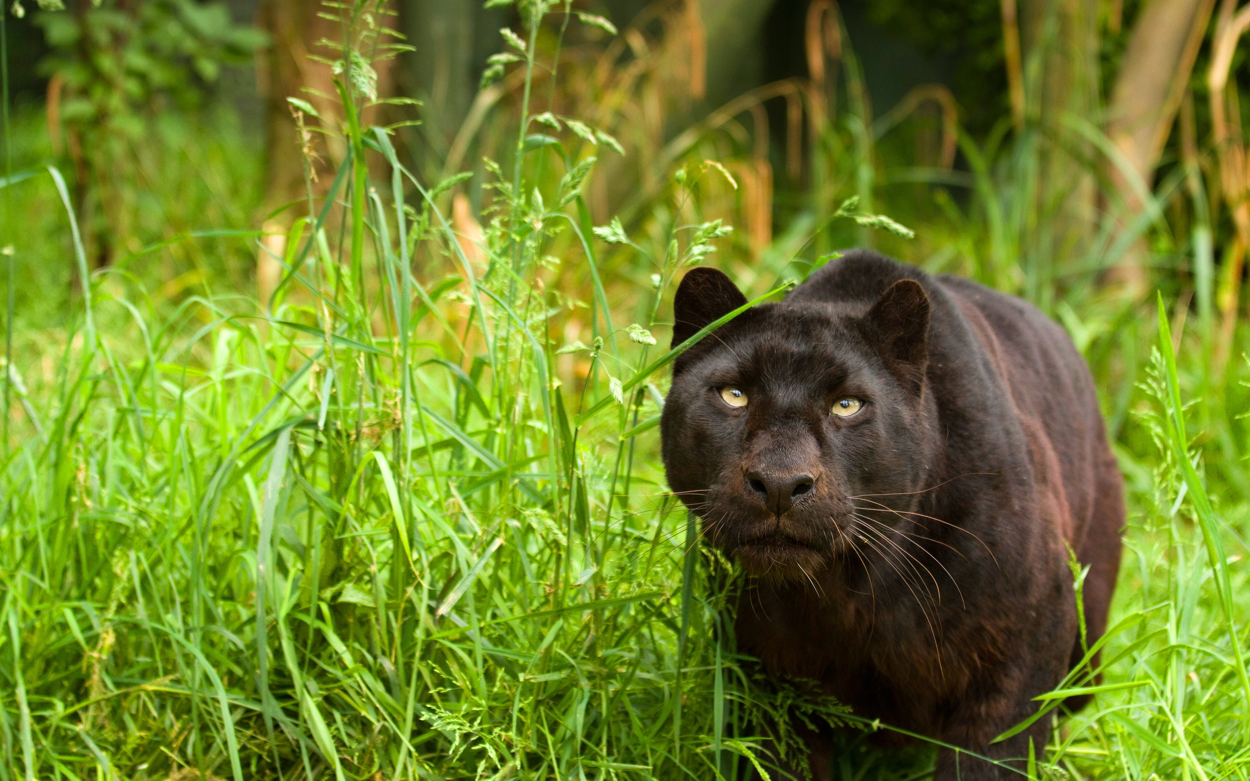 Black panther nature