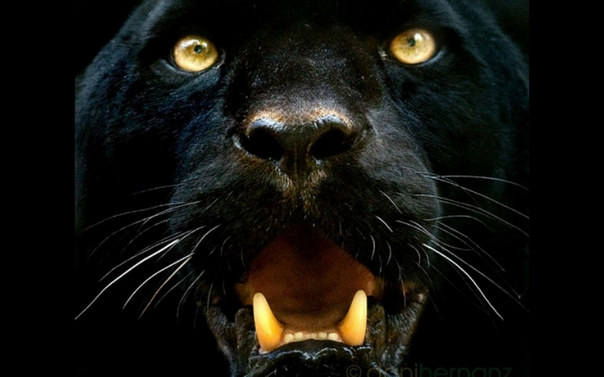 HD Wallpaper | Background ID:347199. 1920x1200 Animal Black Panther