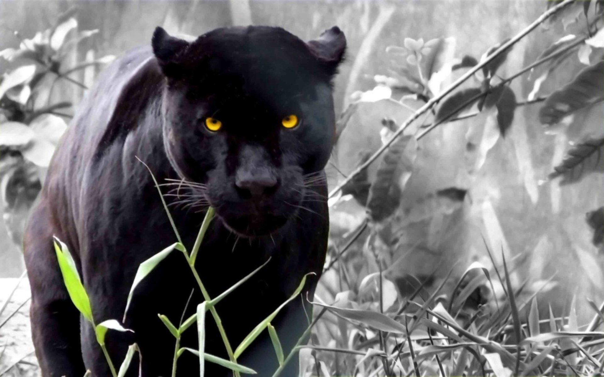 black panther (15)