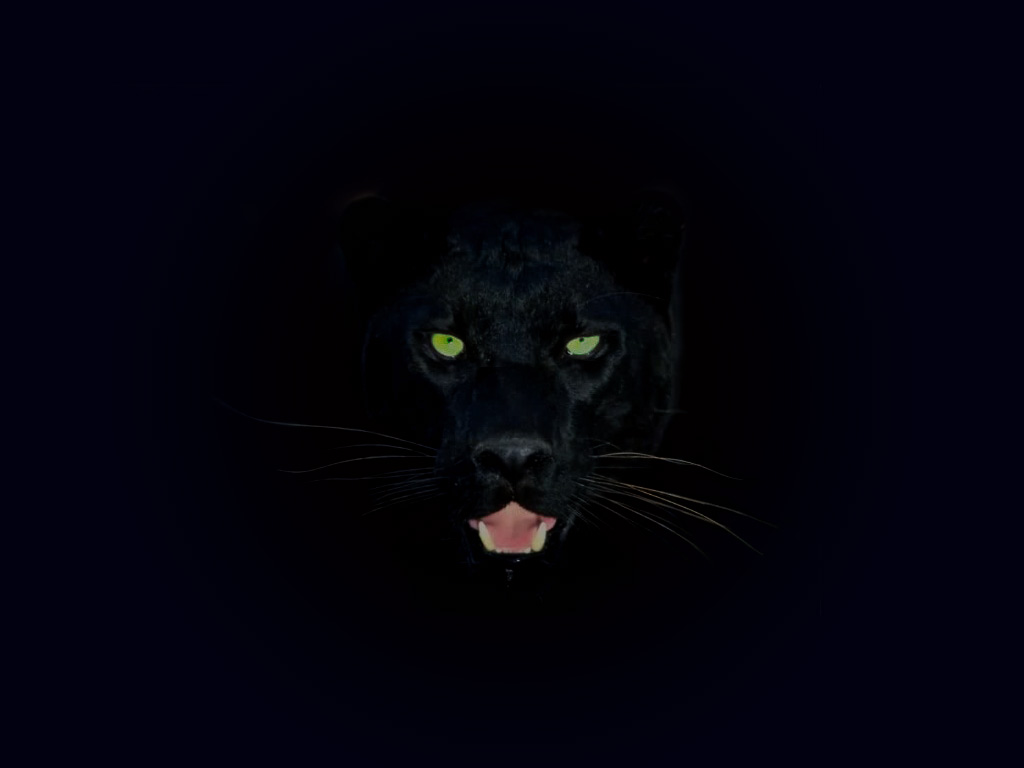 Black Panthers DH Wallpaper