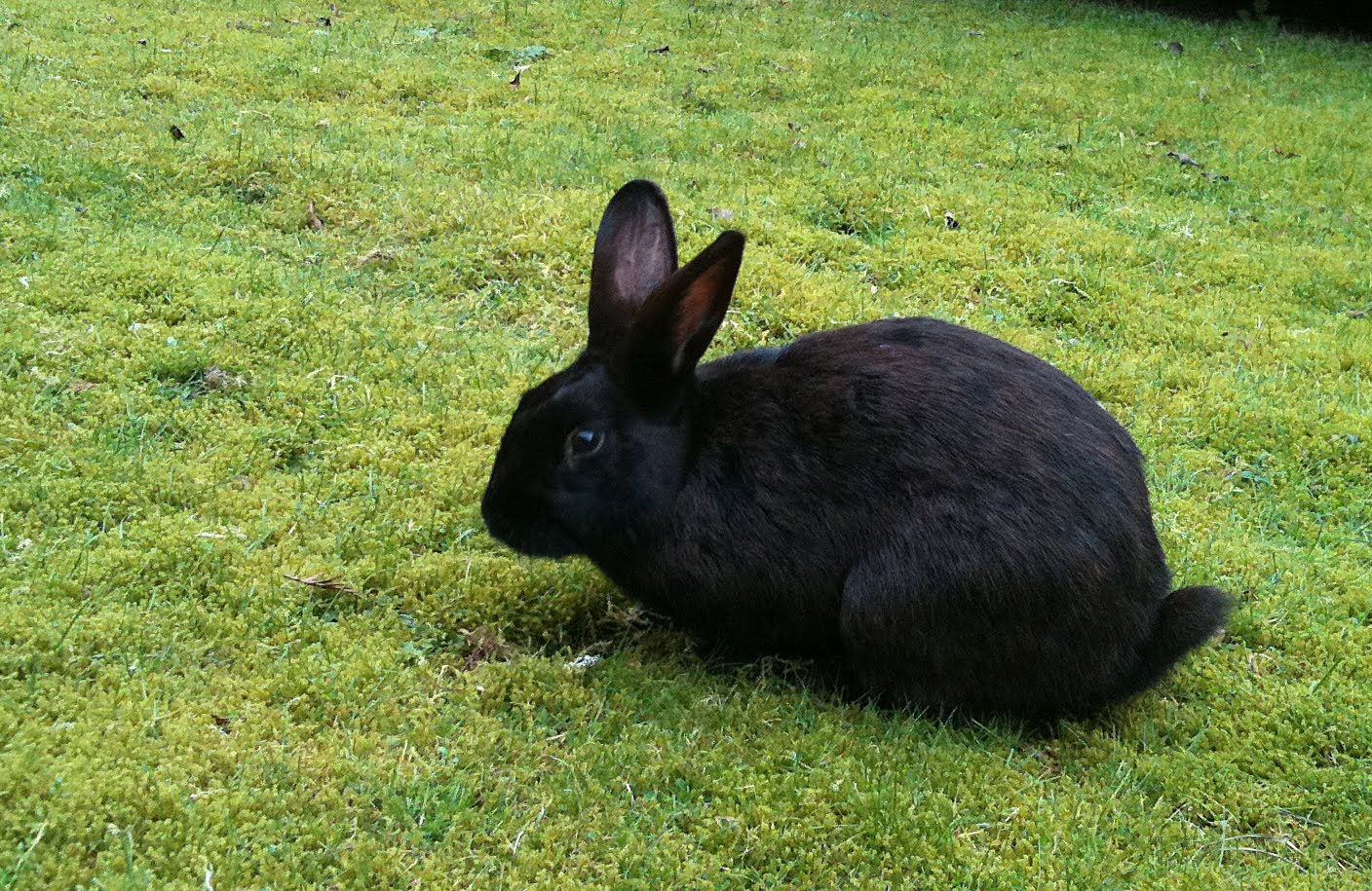 Black Rabbit at work! How cute is that!!!!! No carrot today bunny - but stick around tomorrow!